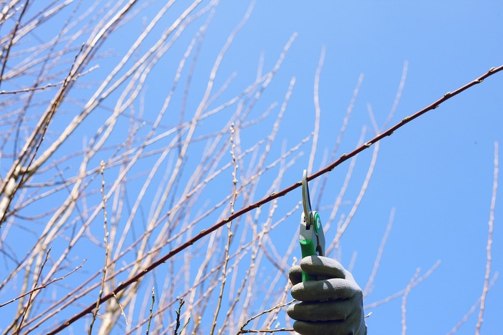 Sécateur manuel pour le taillage de branches