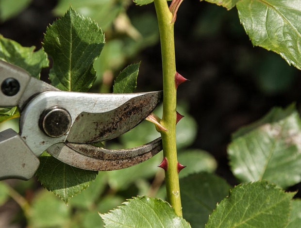 Sécateur pour les tâches de jardinage