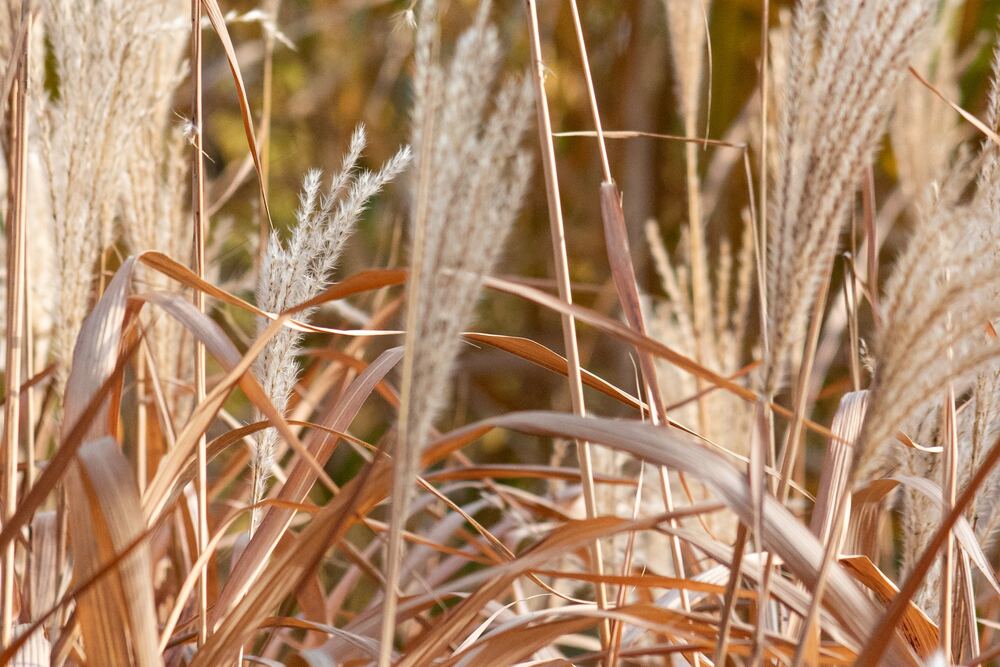 herbe blé