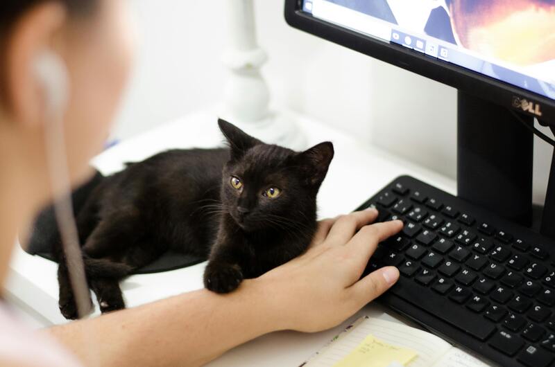 chat noir et son propriétaire