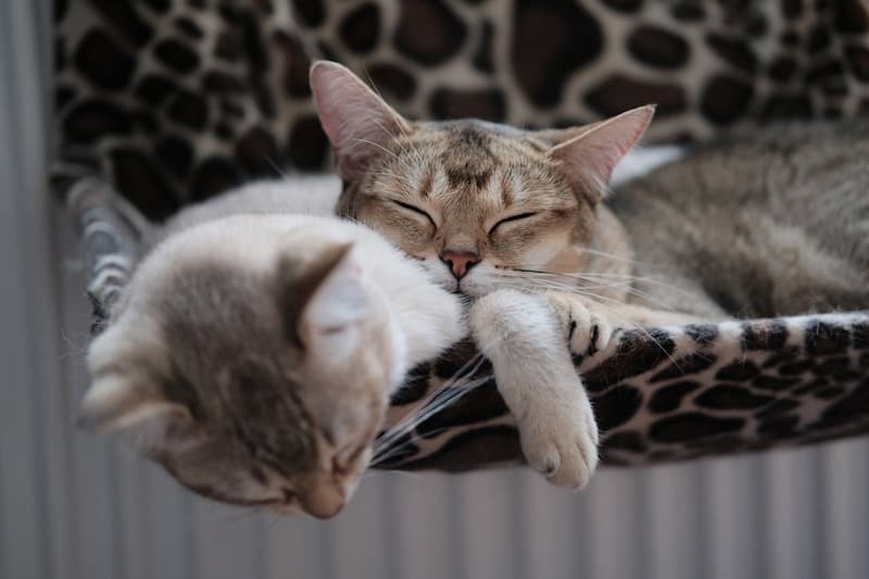 Couchage suspendu