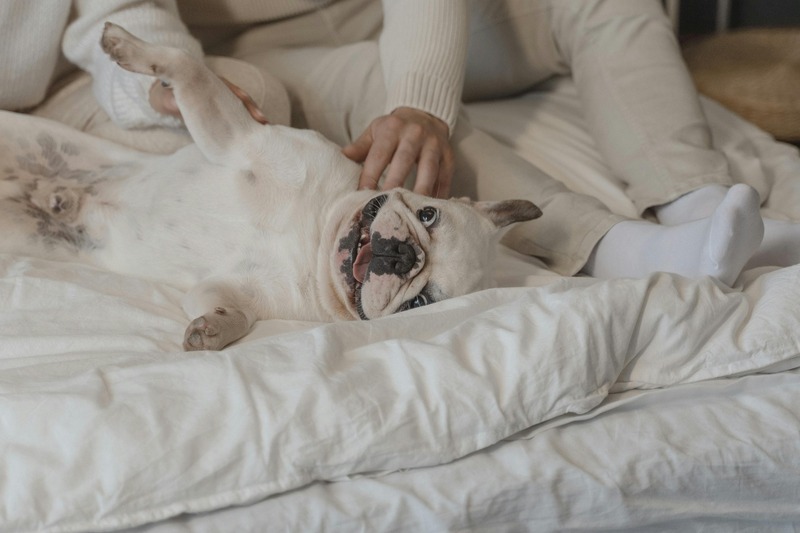 bouledogue au lit