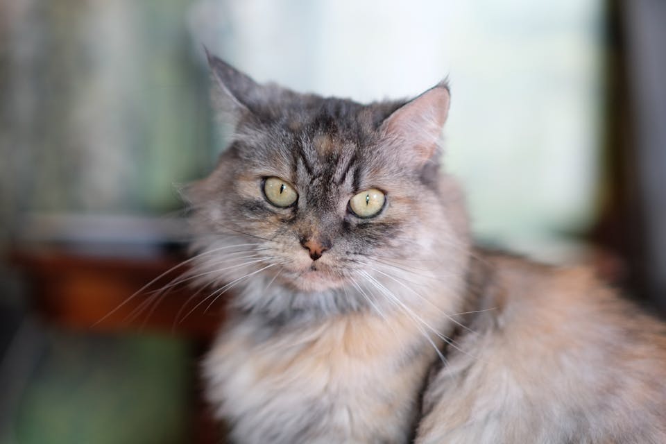protéger son chat des prédateurs 3