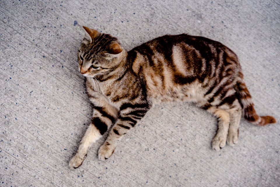 sécurité du chat en voyage 2