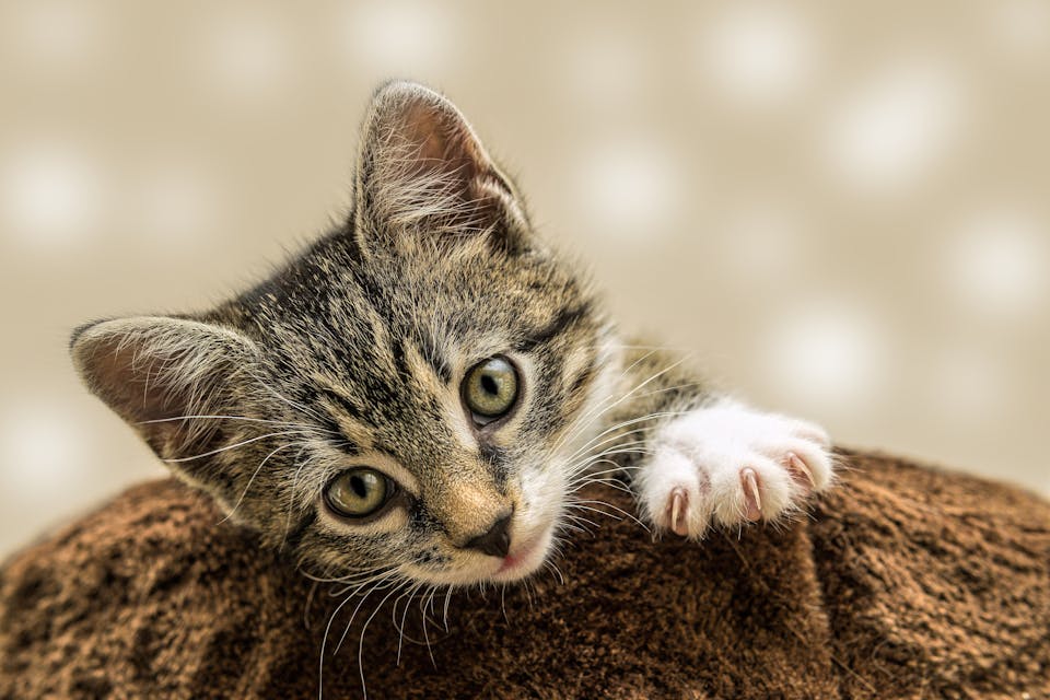 éviter de négliger son chat après l’accouchement 1